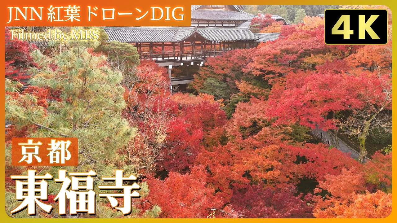 【4K】東福寺【JNN 紅葉ドローンDIG 2024】｜TBS NEWS DIG