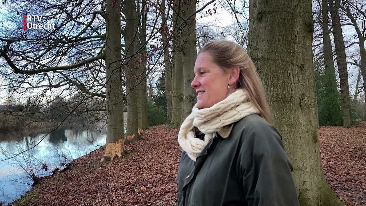 Beschermde bever beschadigt eeuwenoude bomen Kasteel Amerongen [RTV Utrecht]