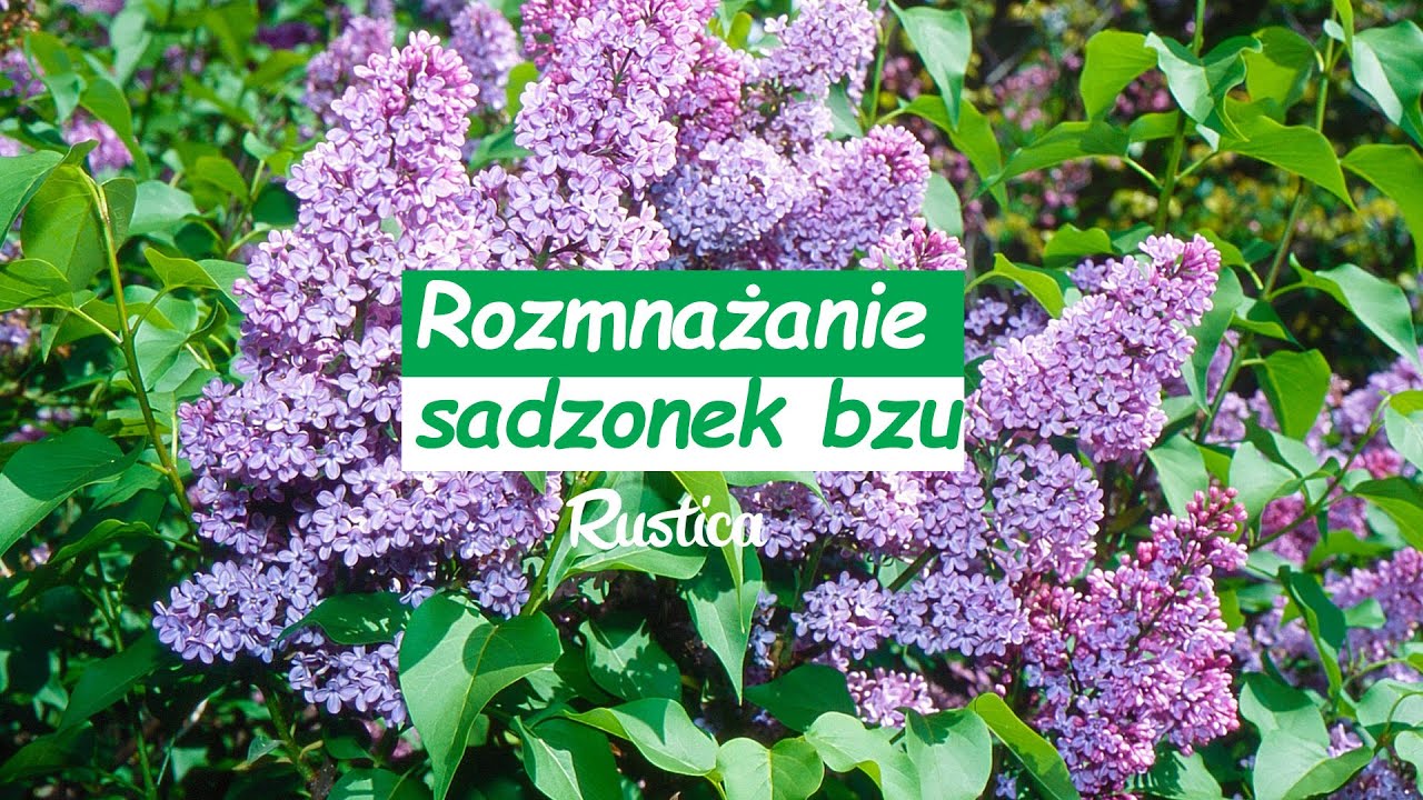 Rozmnażanie sadzonek bzu