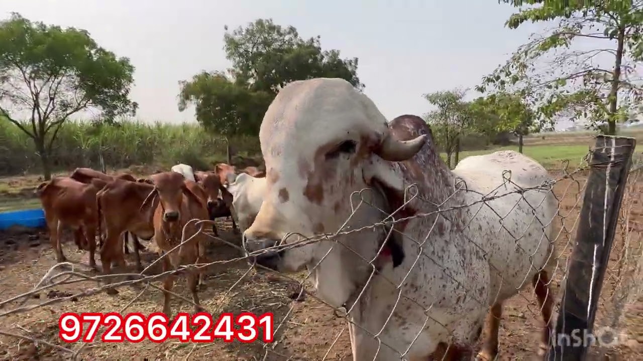 Dada Gir Gaushala 9726642431