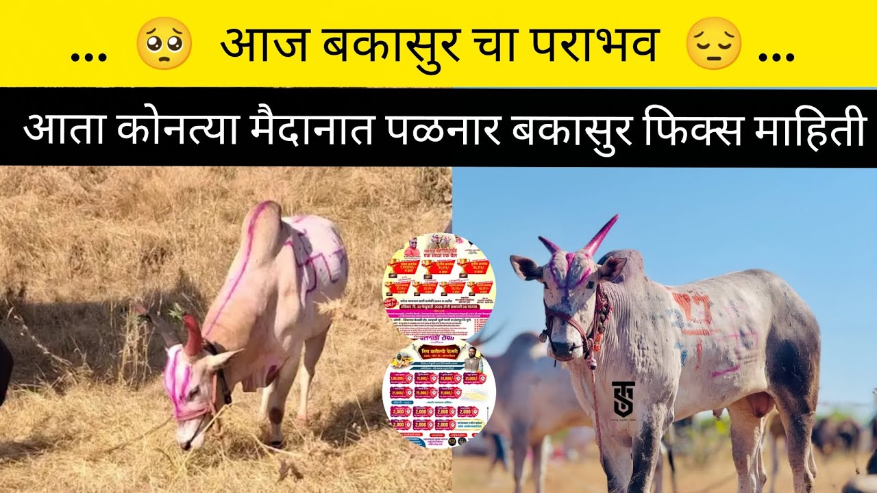 आज बकासुर चा पराभव 😔 आता कोनत्या मैदानात पळनार बकासुर फिक्स माहिती 