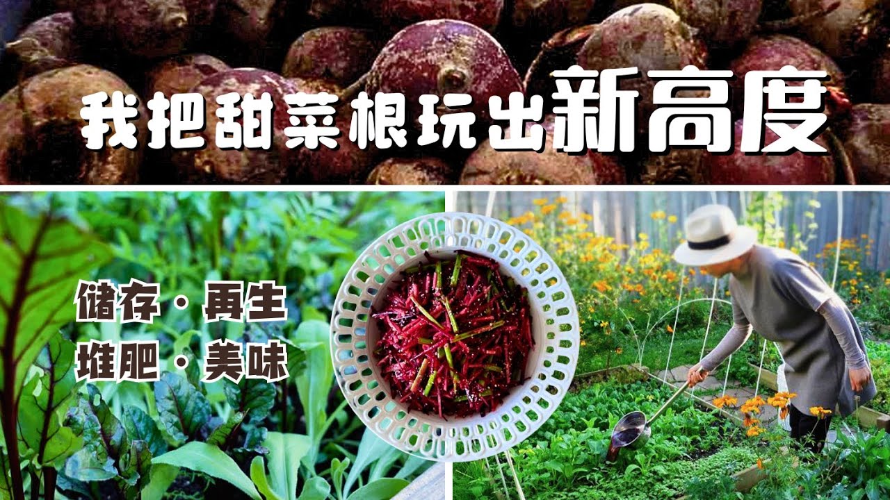 三十磅甜菜根被我玩出新高度｜从储存到餐桌，全程零浪费！30 Pounds of Beets, Zero Waste｜From Storage to Table, Nothing Goes Unused