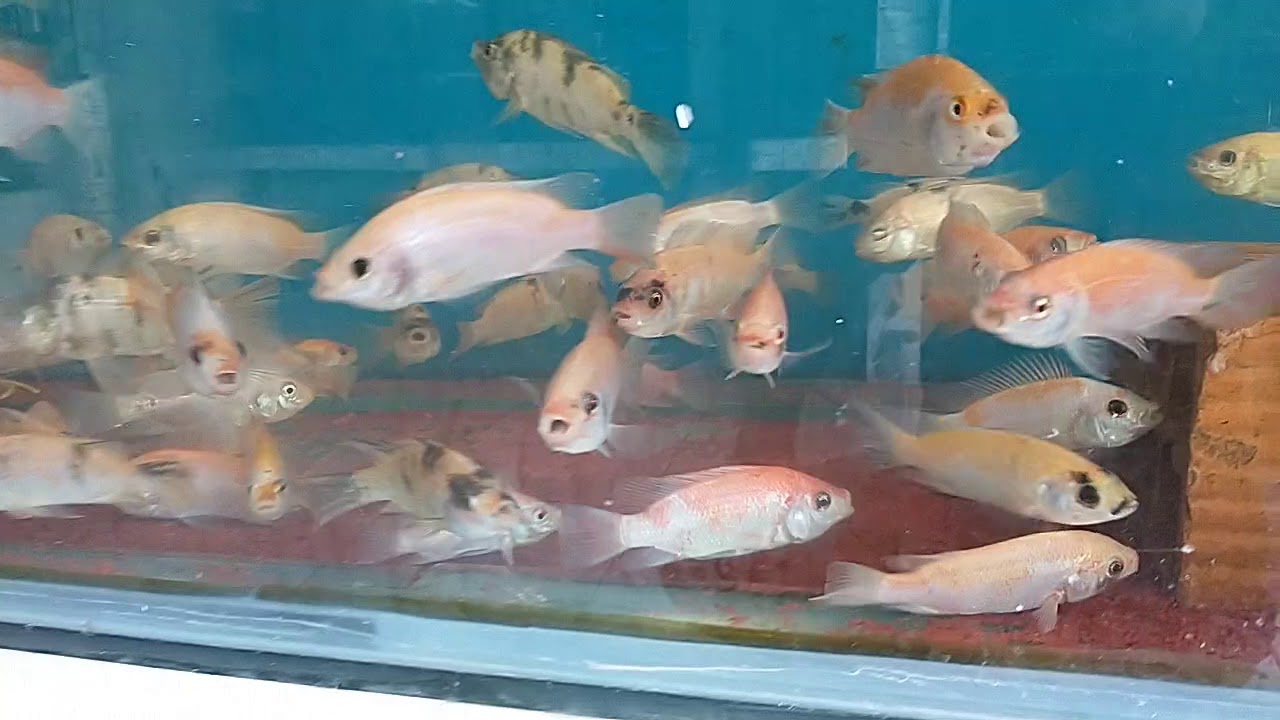 Tilapia Saint Peter Especial