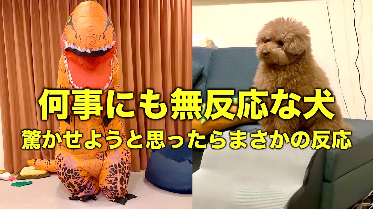 感情のない犬に飼い主が恐竜となり反応を見てみた結果。【トイプードル】