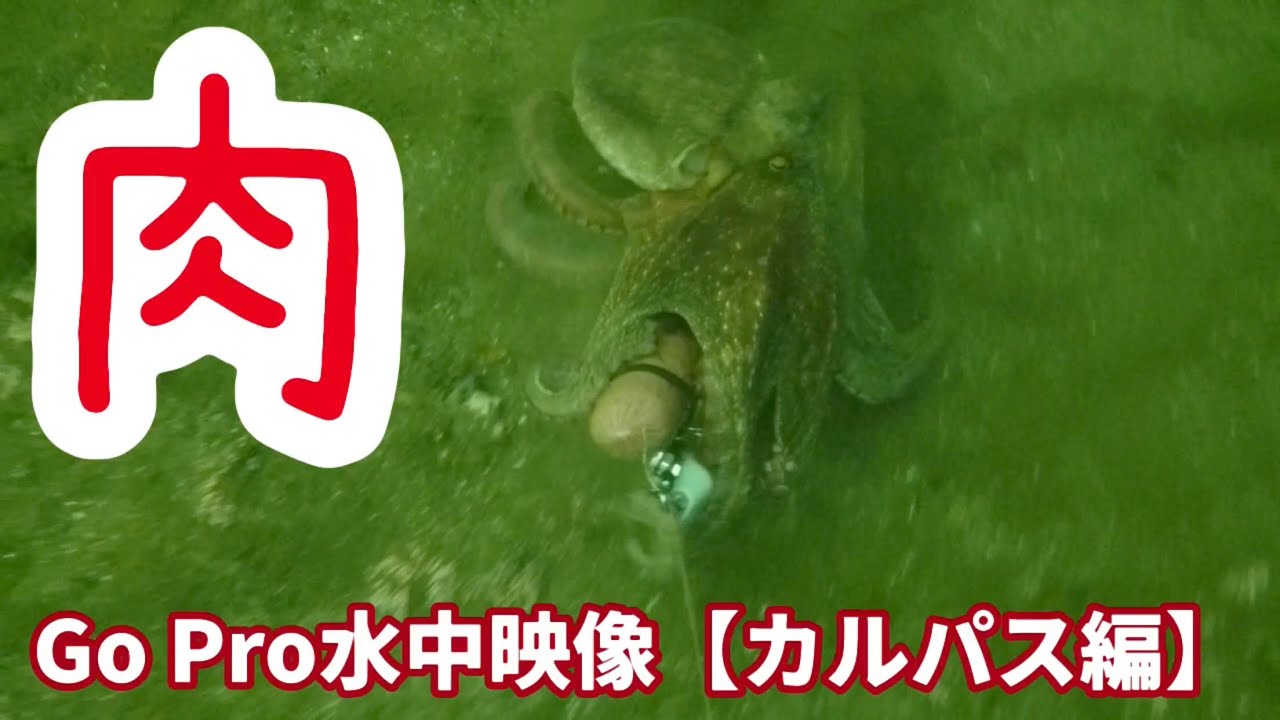 キロアップの猛攻【タコ釣り水中映像】