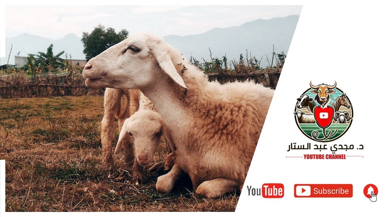 خد بالك من عرش الطماطم ممكن يسبب موت الاغنام