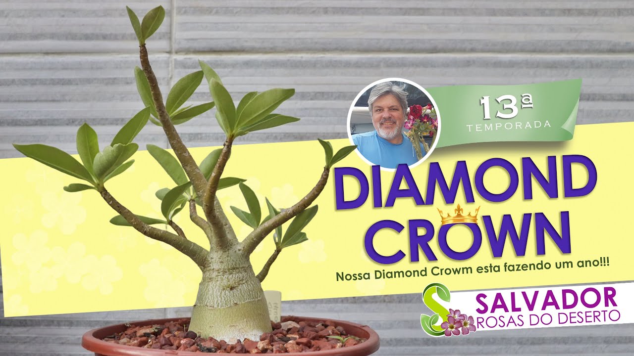 FINALMENTE NOSSA DIAMOND CROWN ABRIU SUA PRIMEIRA FLORADA VEJA COMO ESLA ESTA LINDA