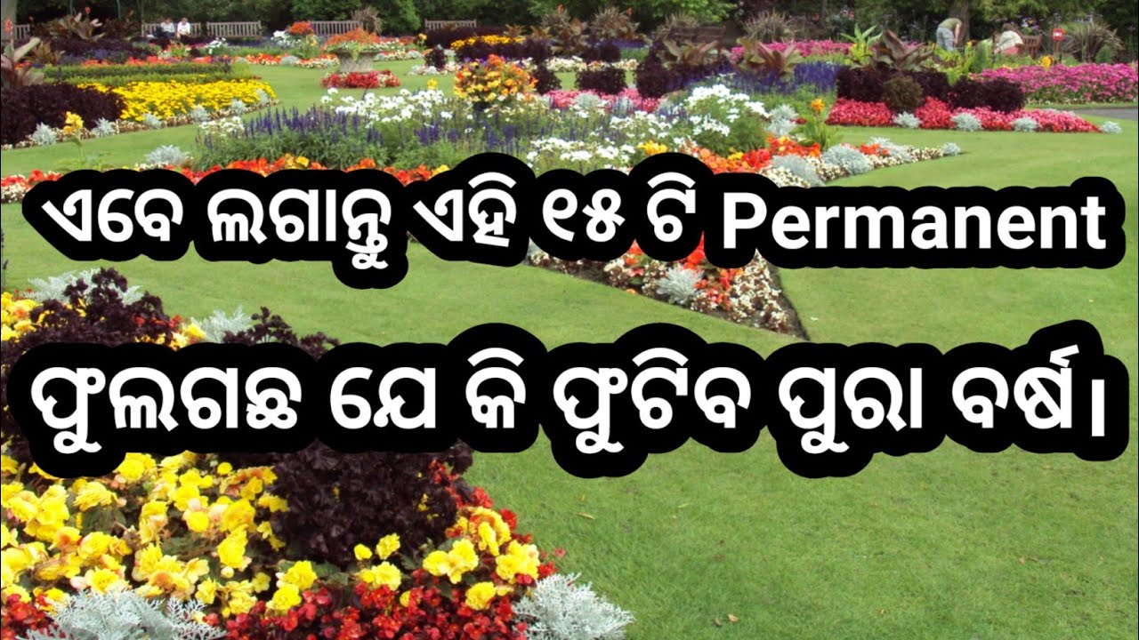 ପୁରା ବର୍ଷ ଫୁଟୁଥିବା ୧୫ ଟି ଫୁଲଗଛ,Top 15 Permanent Flower. #flowergarden #floweringplants #gardenplants