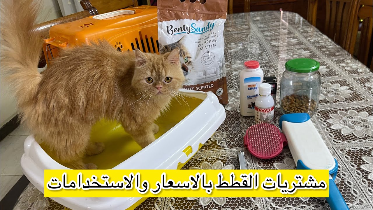 مستلزمات القطط بالاسعار الجديده واستخدامتها