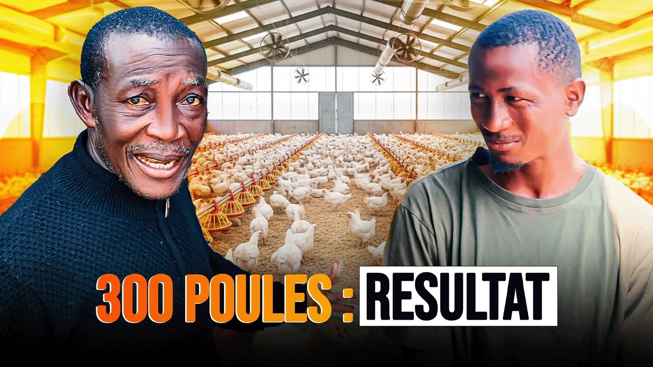 De 300 poules à une vraie ferme : le parcours de Monsieur Koikoi