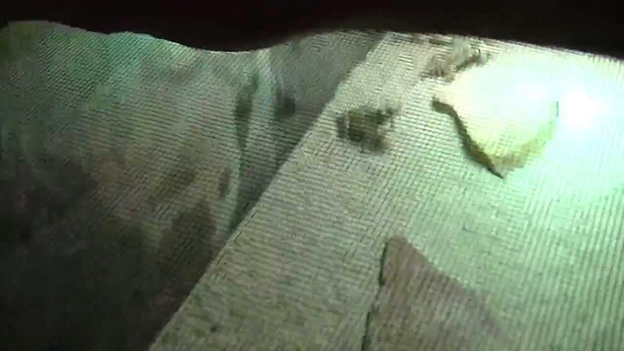 Caring For Desert Horned Lizards (Horny Toads) & Feeding!