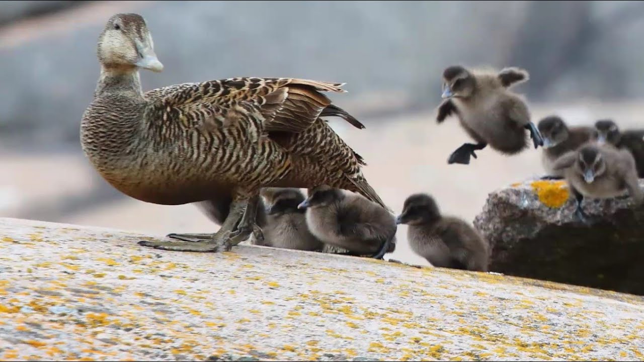 Endocrine Disruptor Exposure and Reproductive Effects in Waterbirds