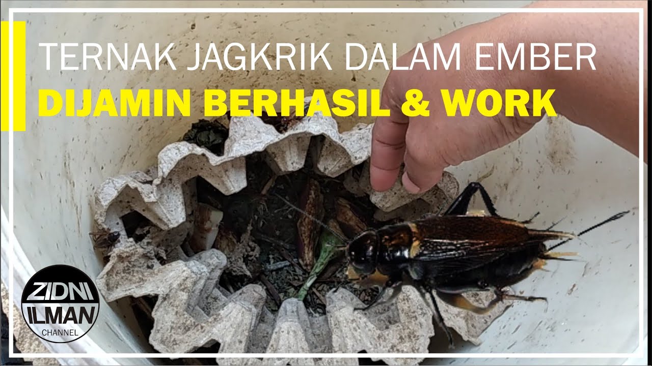 Ternak JANGKRIK 🦗 media ember ternyata WORK !!! | Part 1