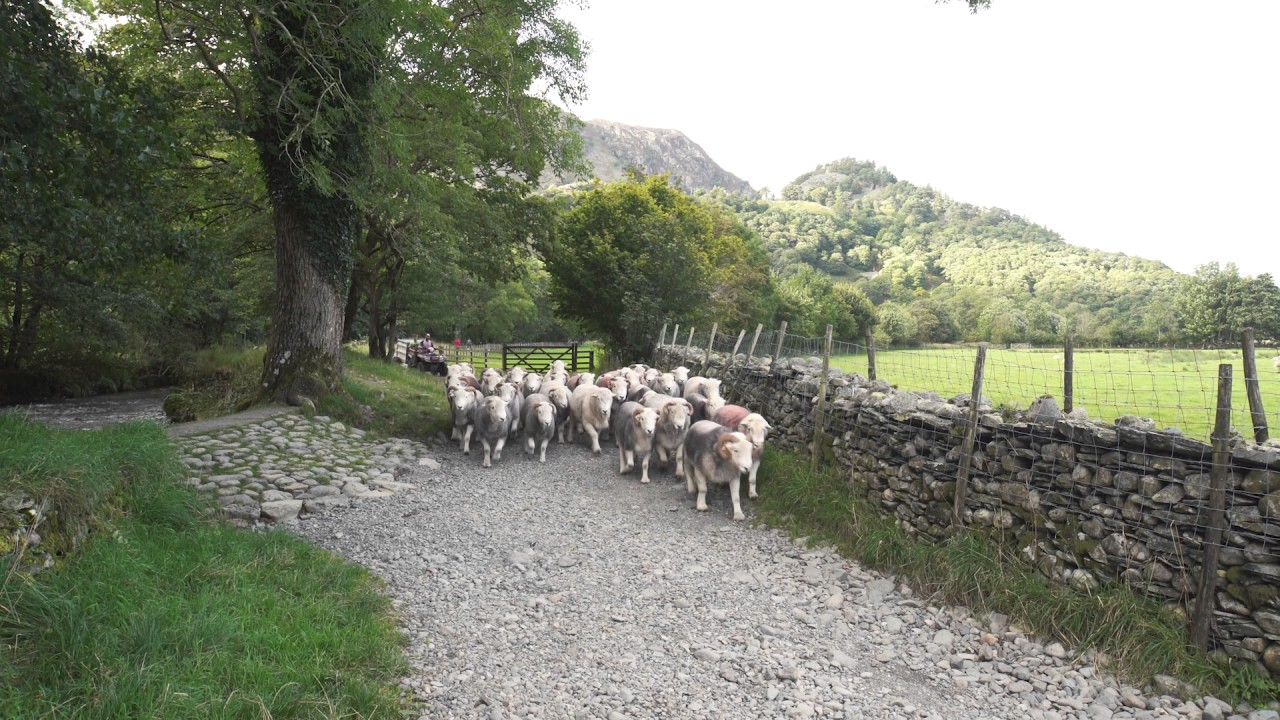 Herdwick Farming in the Lake District