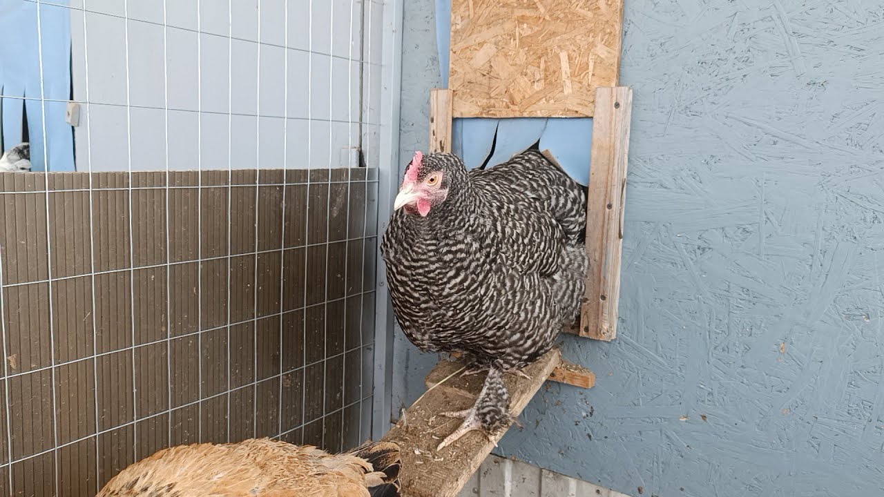 Цыплята переехали 🐥🤗. Курочки на свободе.🌞🐔👍
