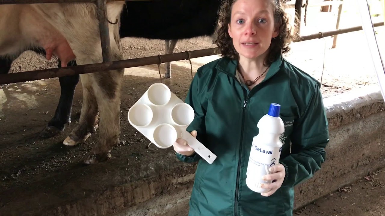 California Mastitis Test