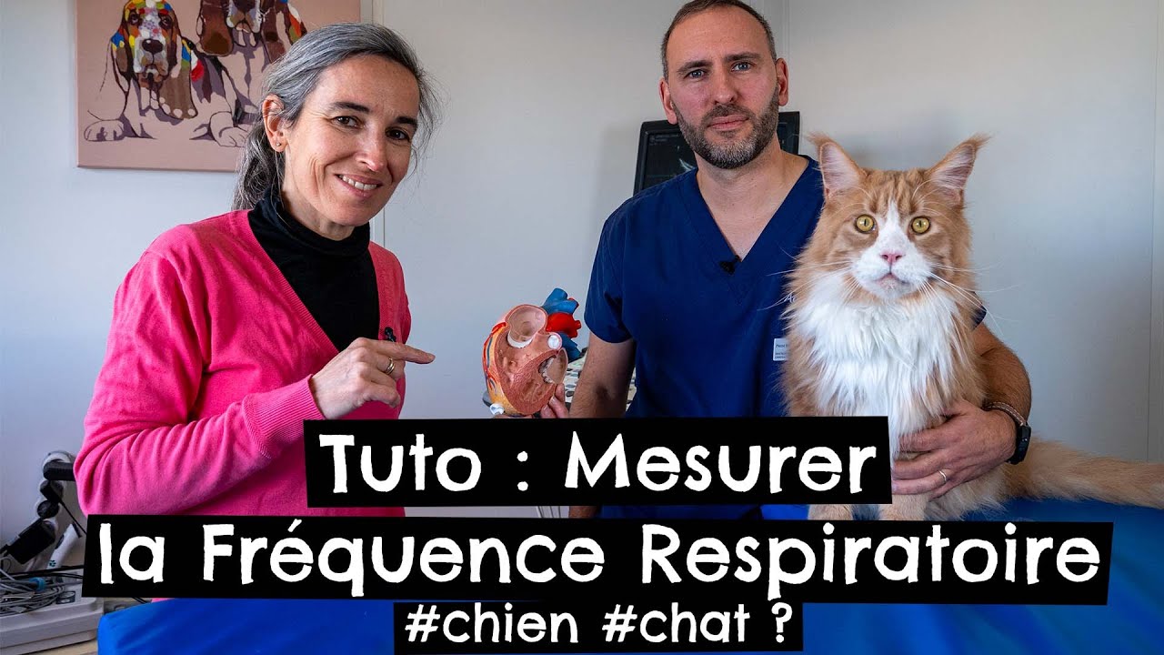 Tuto : Mesurer la Fréquence Respiratoire #chien #chat ? 🐶 🐱