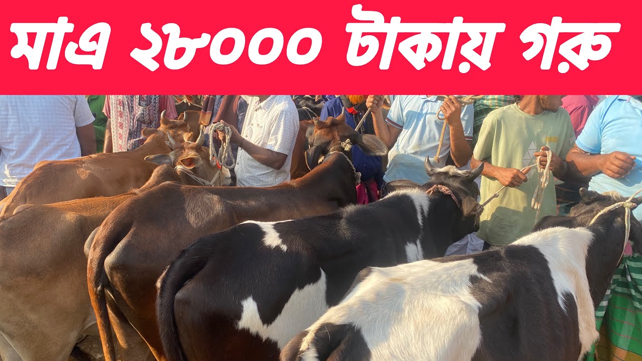 কম মূল‍্যে গরু কেনার এখনই সুযোগ, এখন বাজার মূল‍্য কম চলছে