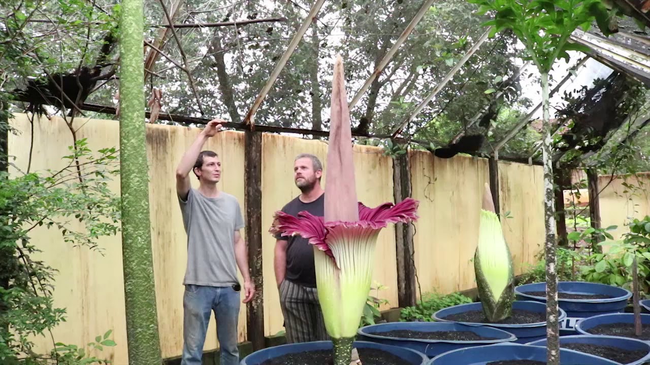 Amorphophalus Titanum: A maior flor do mundo ou Flor Cadáver