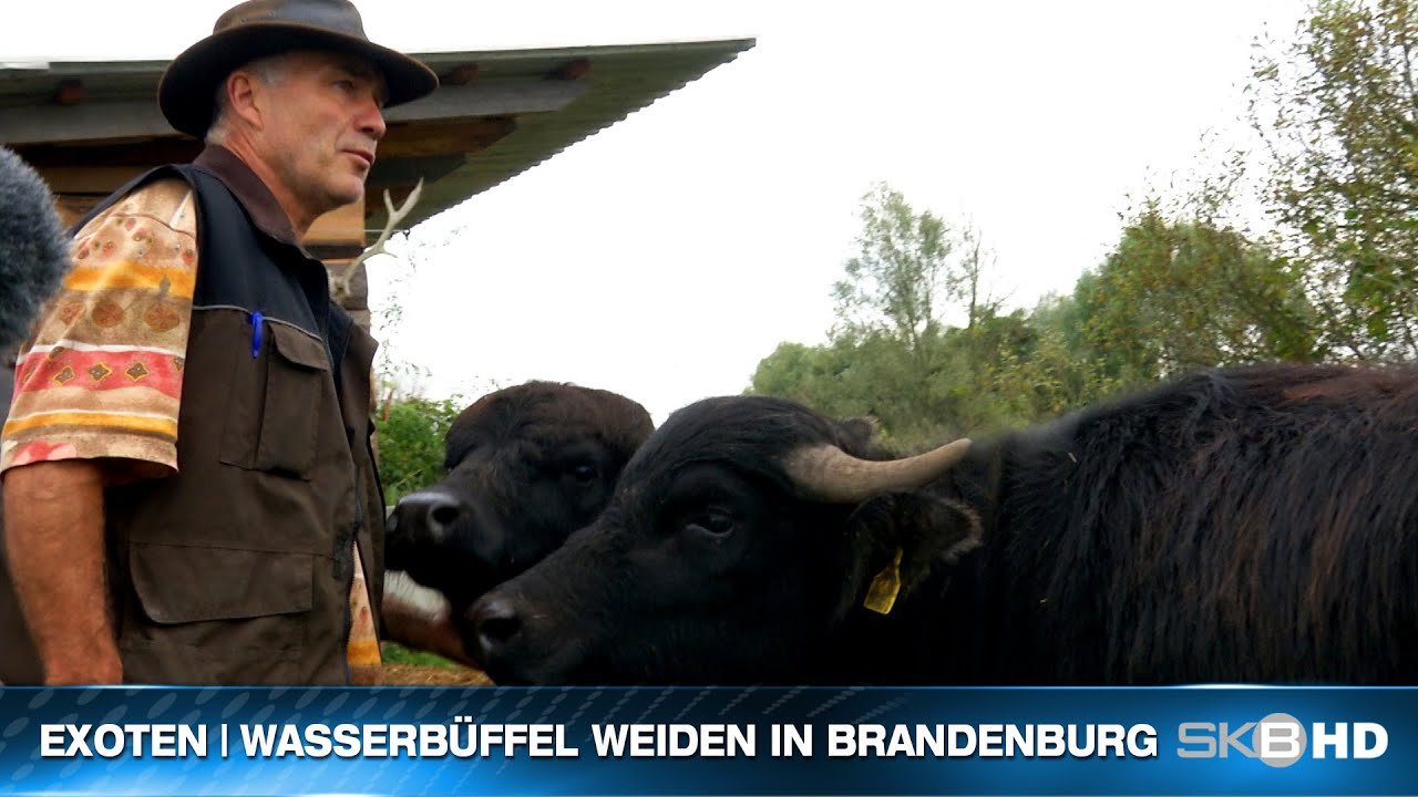 SKB HD | EXOTEN - WASSERBÜFFEL WEIDEN IN BRANDENBURG