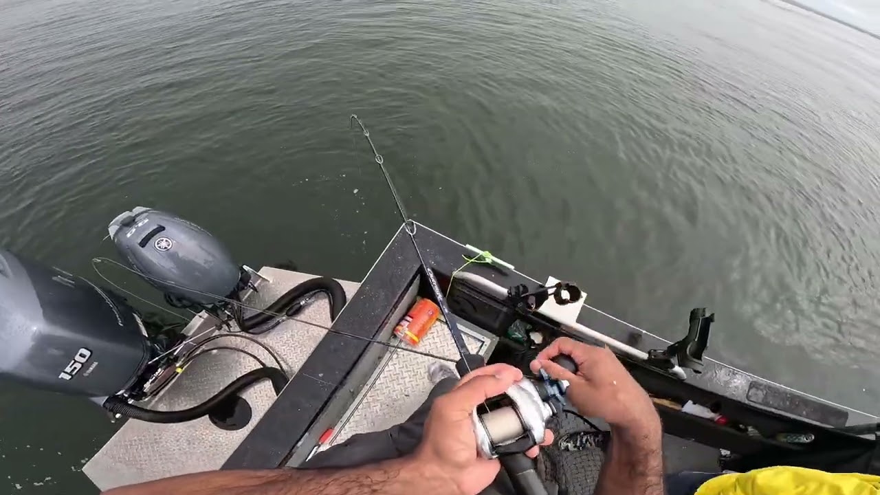 Big Lingcod on a live smelt