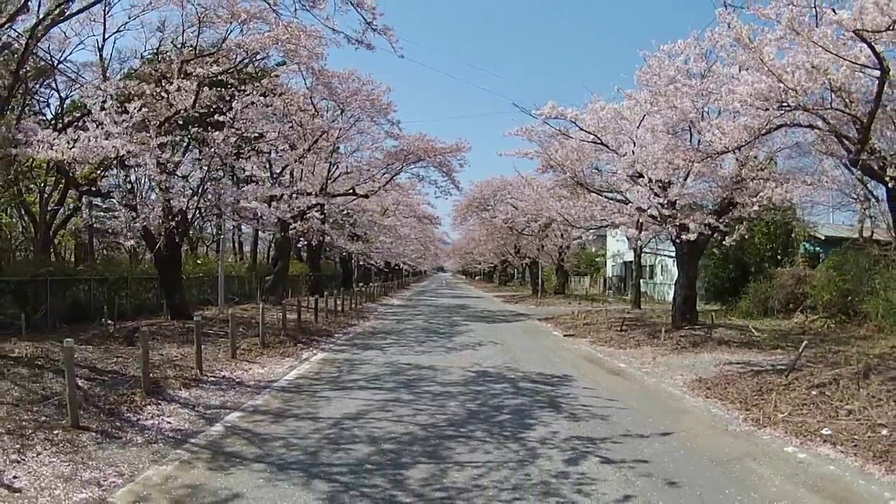 富岡町夜ノ森の桜・総集編2016〜夜明けまで5年〜
