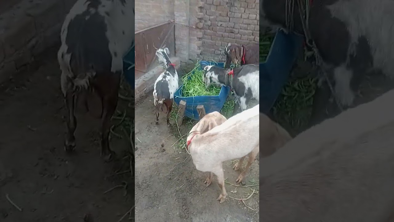 27 ven rozy ki subha dery ka khobsorat  manzr  daik rahy hain safai ki  hy eid  qareeb hy .🥰❤️