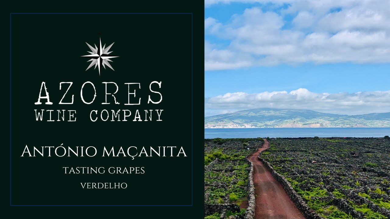 Tasting Grapes: Verdelho | Azores Wine Company