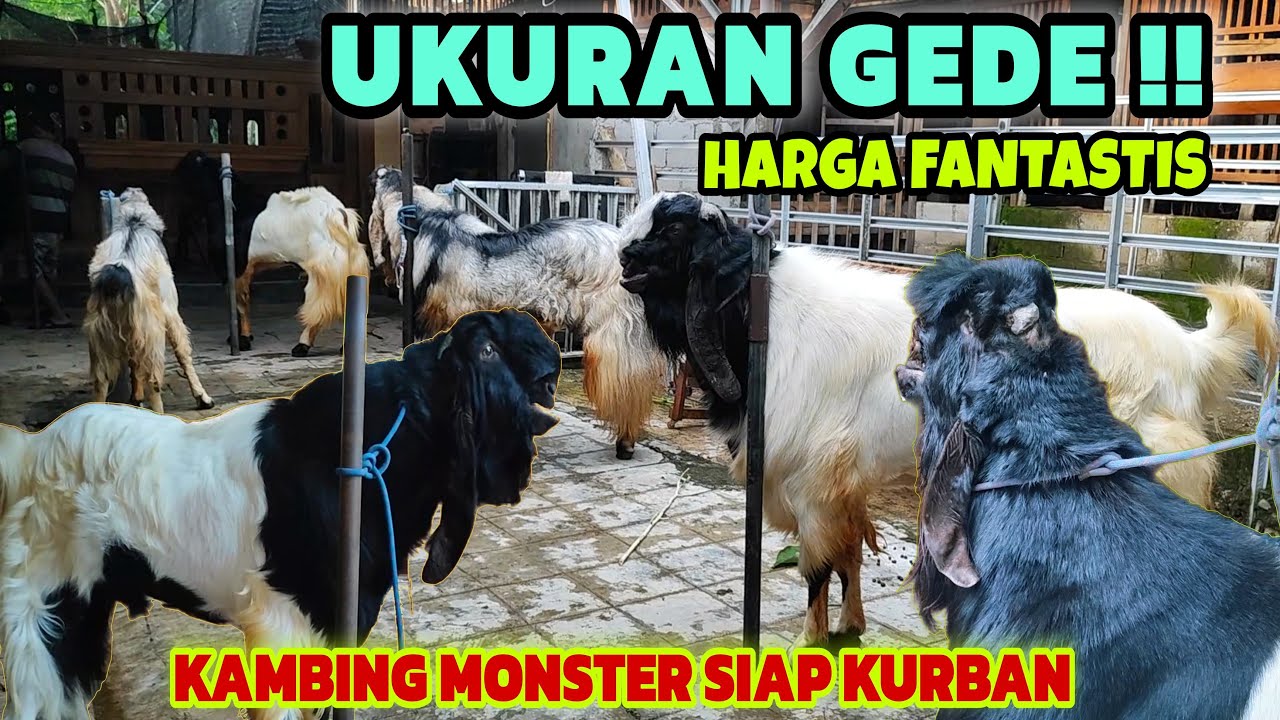 KAMBING SUPER SIAP JUAL‼️GELAR HARGA TERBARU HARI INI