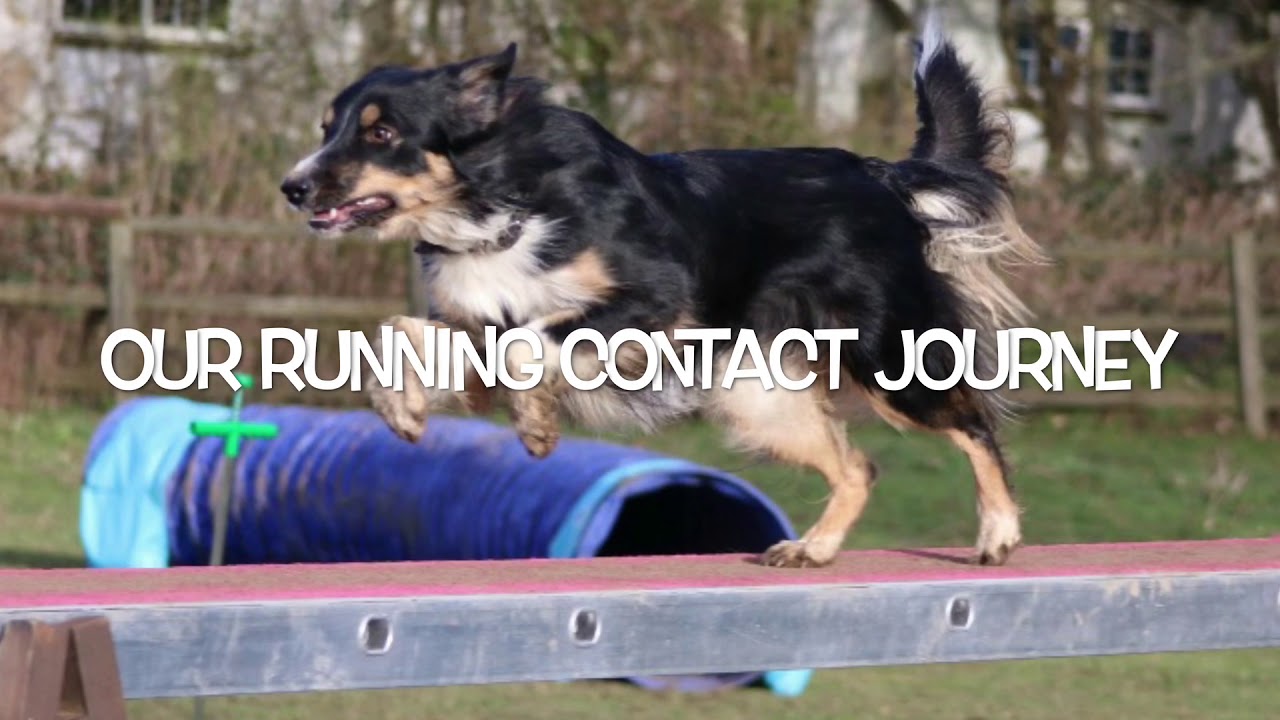 Running DogWalks start-finnish