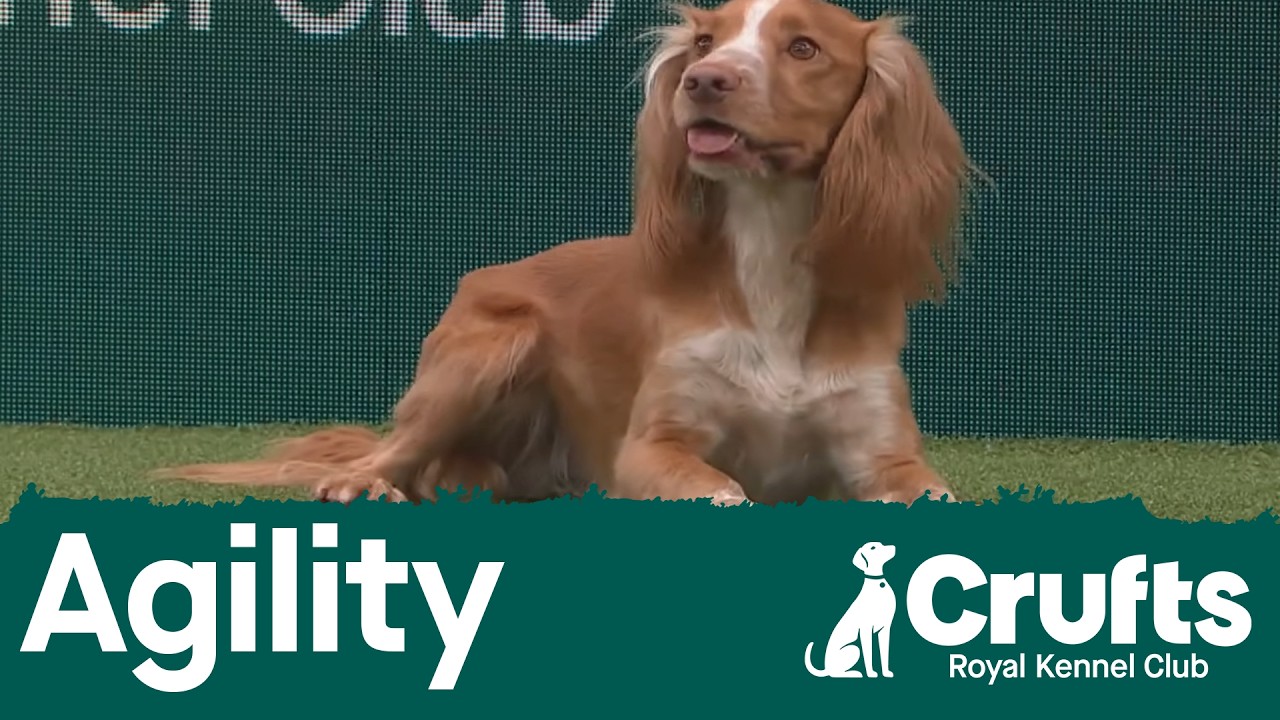 Agility - Championship Small/Medium (Jumping) Part 1 | Crufts 2026