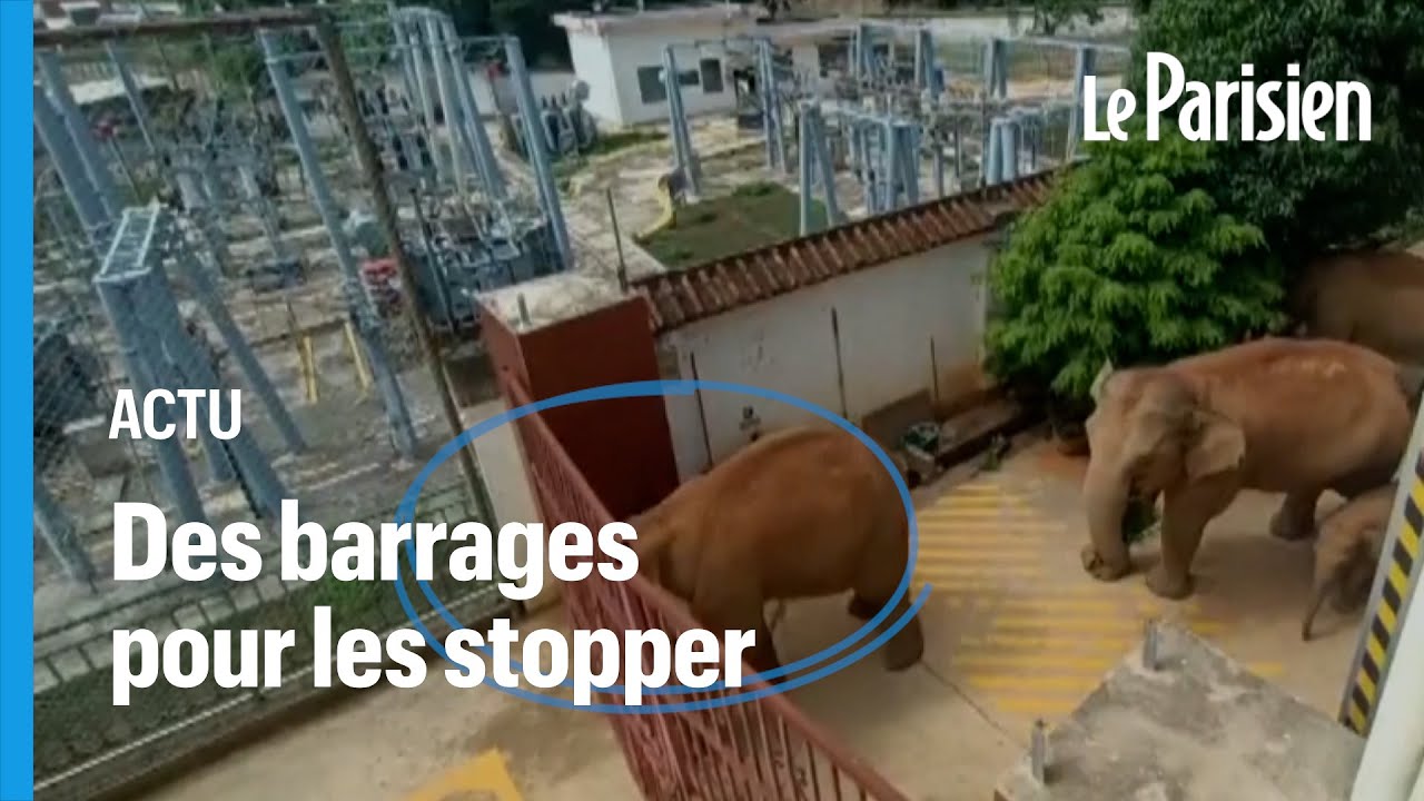 L’inarrêtable troupeau d’éléphants sauvages continue de semer la pagaille en Chine