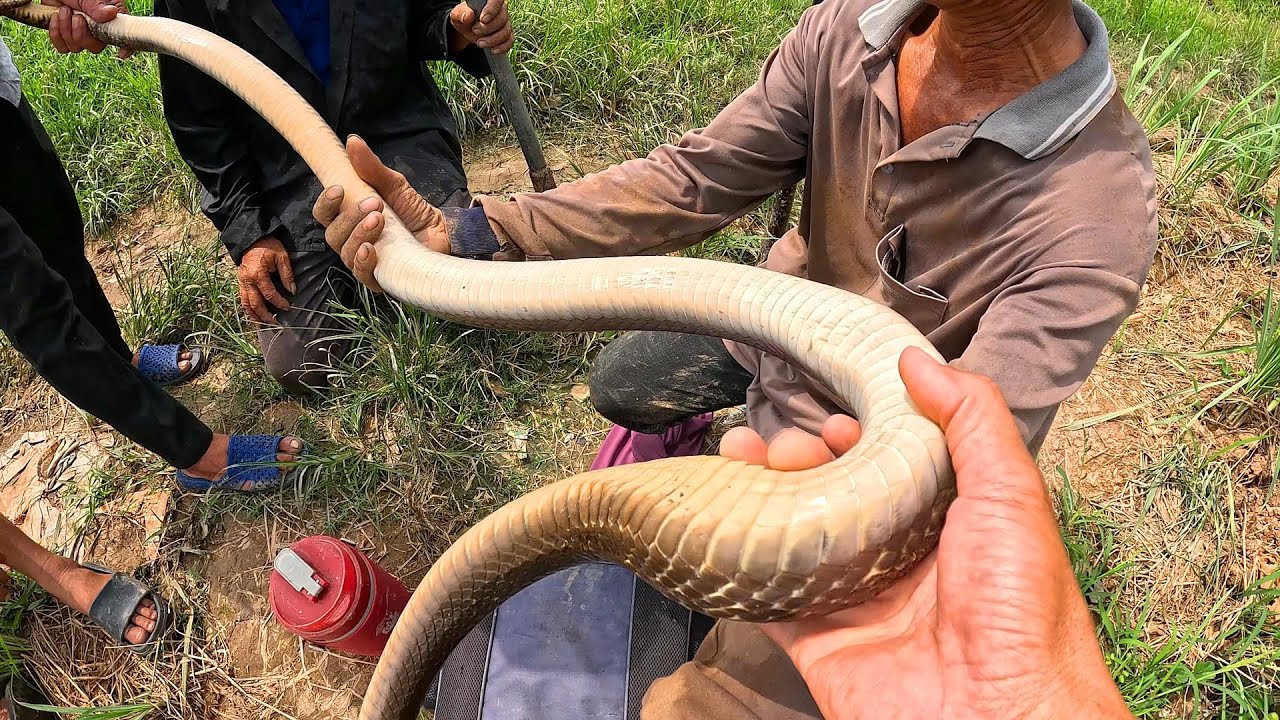 Hết Nói Con Rắn Đại Nó Nằm Chỗ Không Tinh Nổi | Mười Thương Săn Bắt