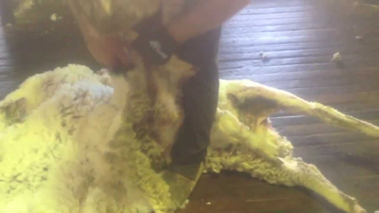 Shearing Outback Queensland