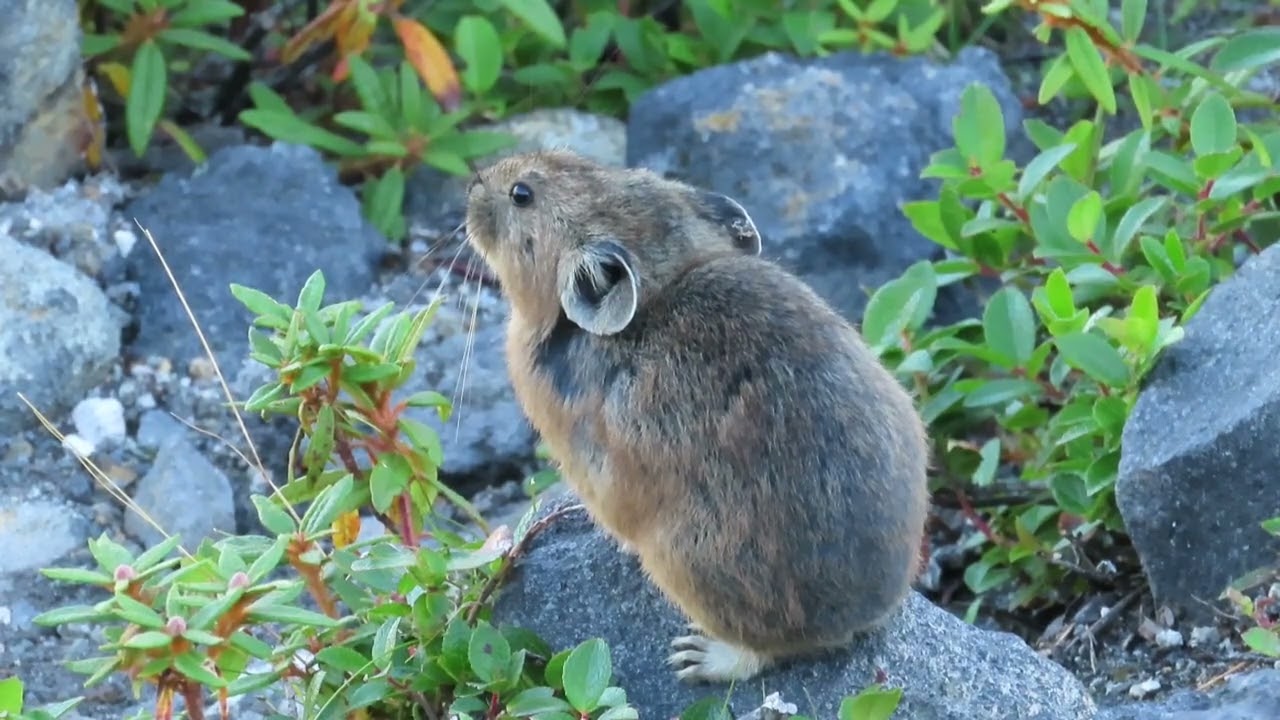 「ナキウサギの日向ぼっこ」　2022年09月08日　#北海道#美瑛町　ナキウサギ