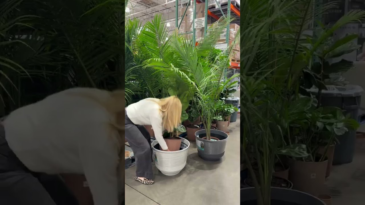 We LOVE all the planters right now at Costco for under $50 🪴