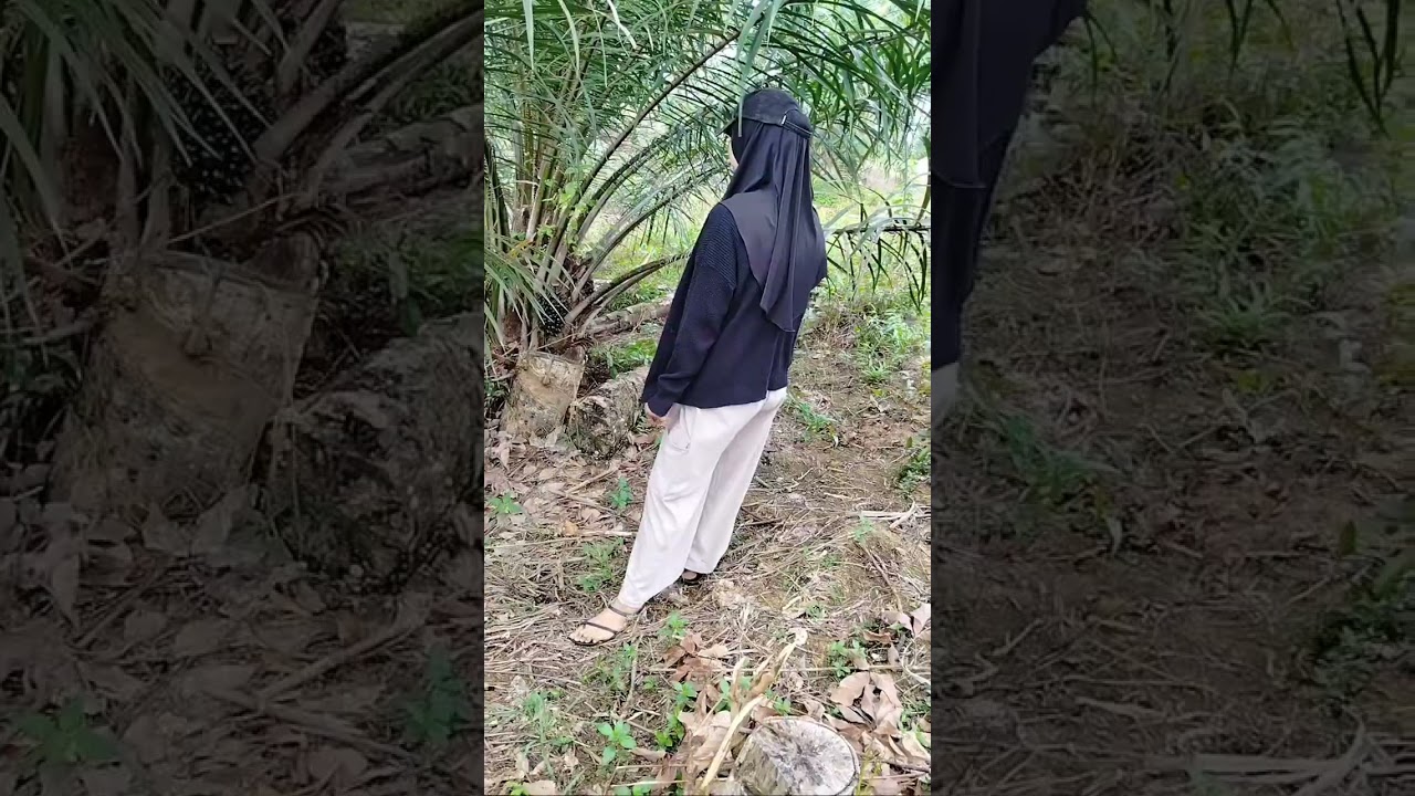 Belajar memanen sawit perdana panen