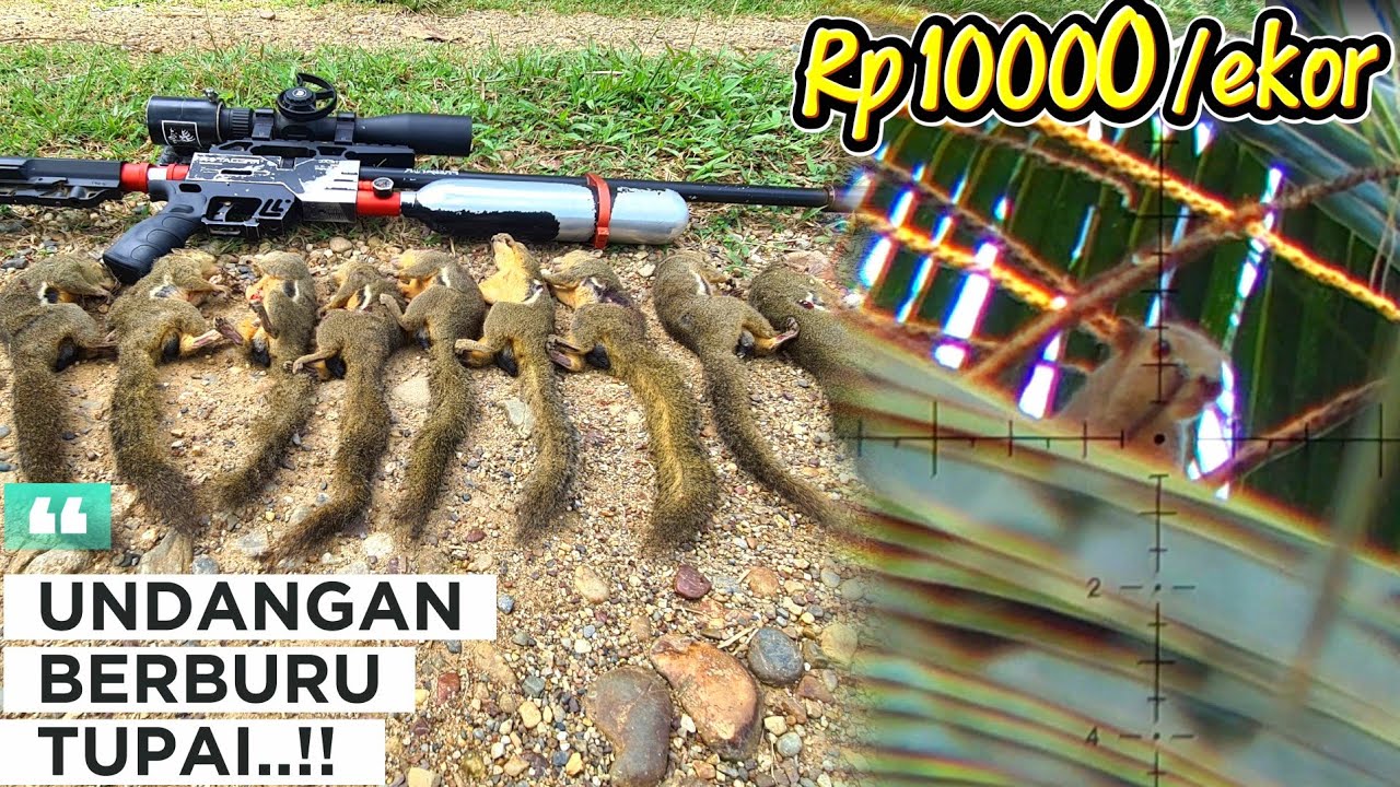 BERBURU TUPAI TERBARU‼️P0IN SATU KARUNG..