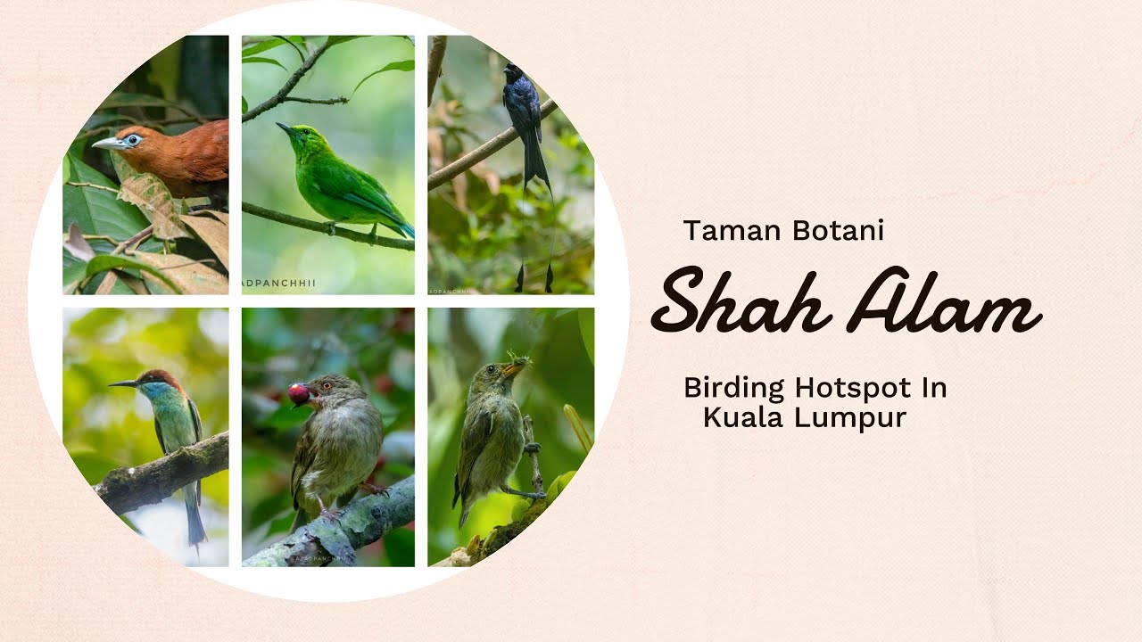 Birding in Malaysia | Taman Botani Shah Alam | Birding Hotspot | Episode 2 Part-1
