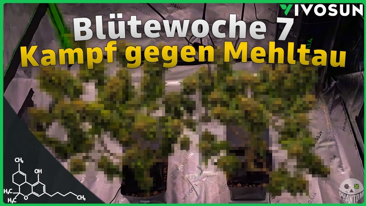 Wie ich den Mehltau losgeworden bin | 7 Blütewoche | BONSANTO Hydro-System | VIVOSUN