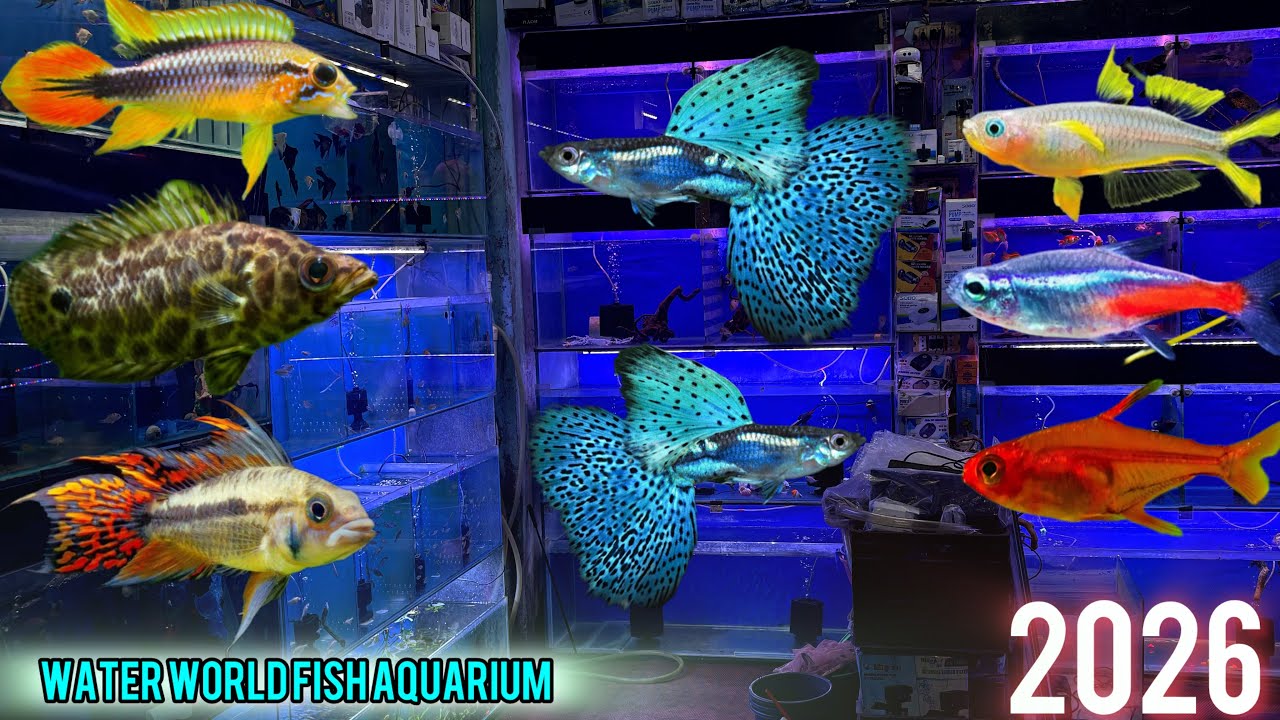 Water World Fish Aquarium Update New Fish Stock 🐠 New Planted variety At Low Price Faiz bhai 2025👀😱