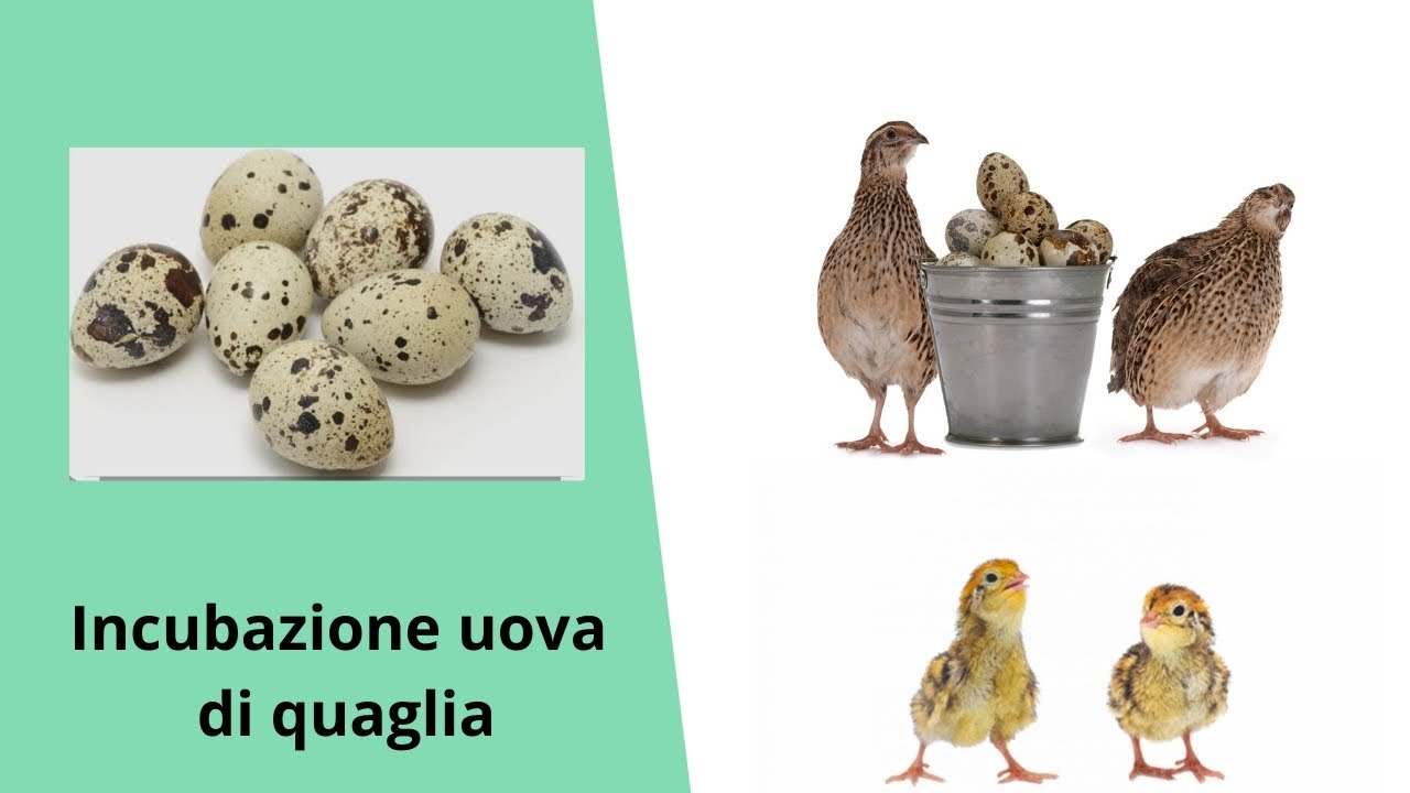 ECCO COME INCUBATE LE UOVA DI QUAGLIA (passaggio per passaggio)