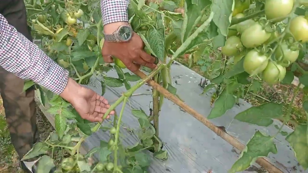 আপনি কি টমেটো চাষ করে,লাখপতি হতে চান।তাহলে স্মার্ট ১২১৭ কোন বিকল্প নাই। 