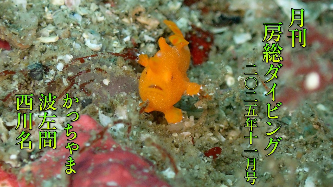 房総Diving 2025年11月号（波左間／かっちゃま／西川名）