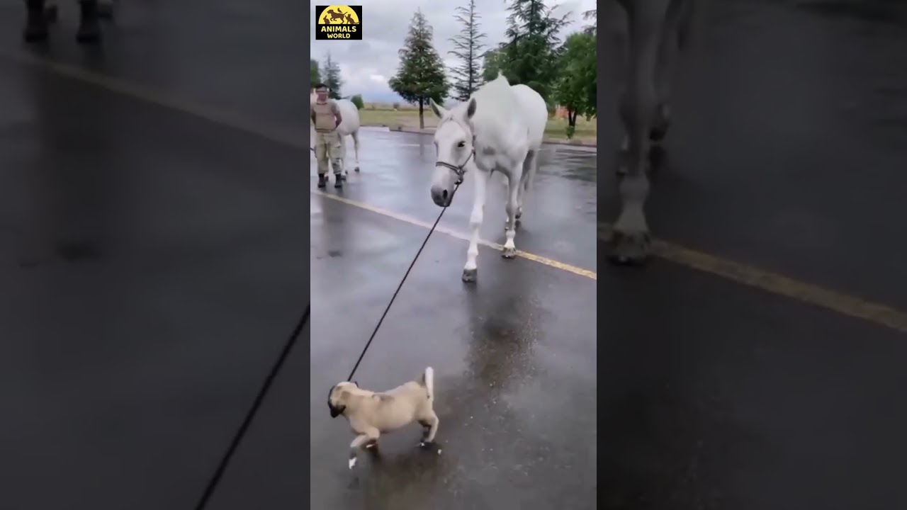 CUTE KANGAL PUPPIE WITH HORSE  😂 - #dog #shorts #animal #kangal #kangaldogs #pets #puppies #horse