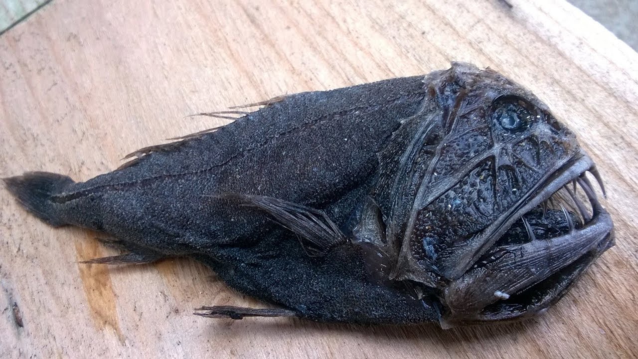 পৃথিবীর ১০ টি সব থেকে হিংস্র মাছ || Top 10 Most Dangerous Fish in the World