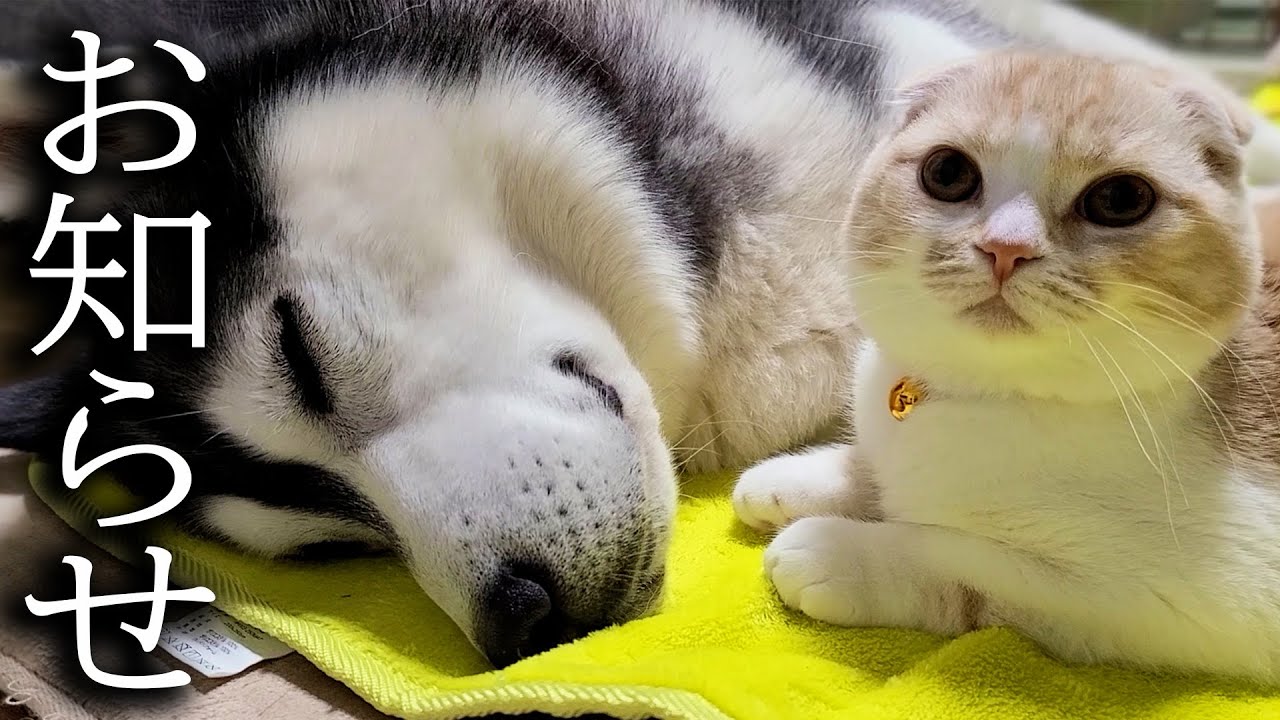 【お知らせ】残念なお知らせがあります...
