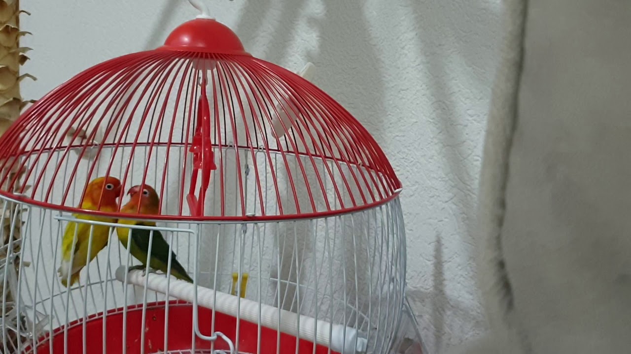 Fischer Lovebirds Singing