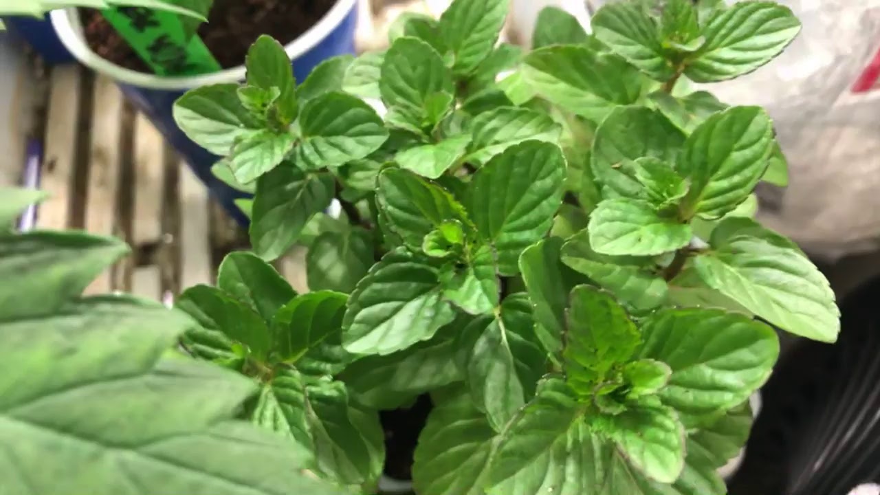 MJ geeks daily grow  vlog