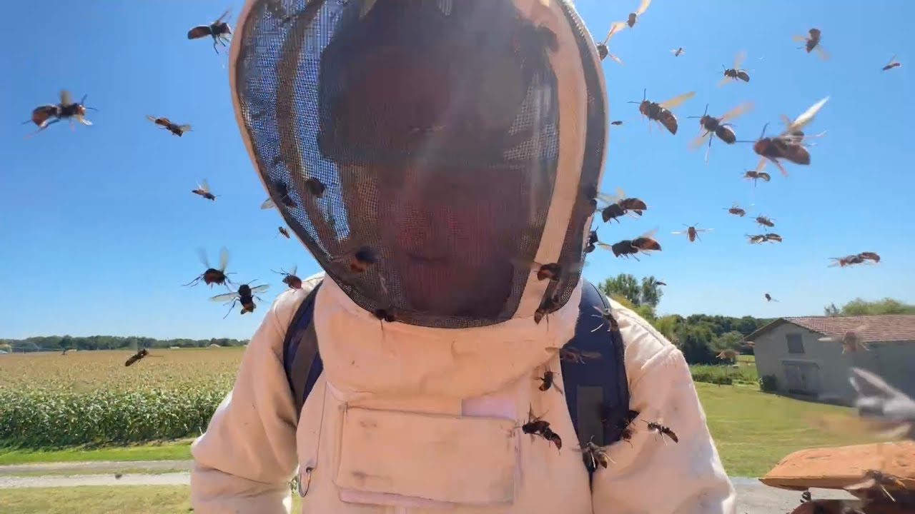 Frelon asiatique, première attaque sérieuse de l’année ￼⚠️